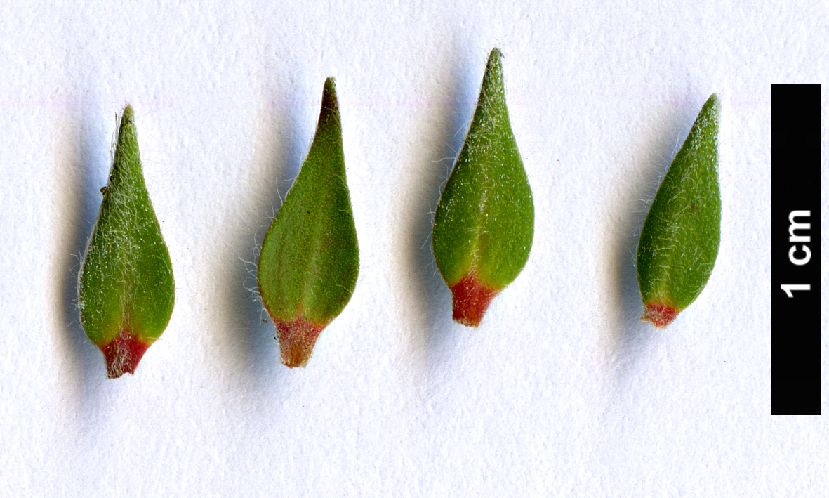 High resolution image: Family: Myrtaceae - Genus: Melaleuca - Taxon: squamea - SpeciesSub: var. alba